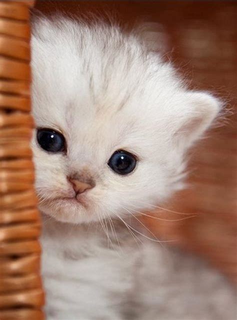 Cats Cute Pictures Of Baby Cats - Cute Baby Kitten meows because Mama ...