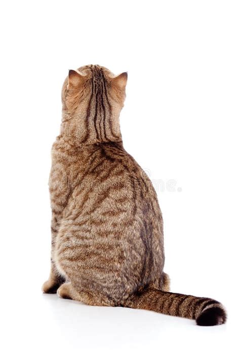 Rear view of tabby-cat on white. Rear view of cat on white #Sponsored ...