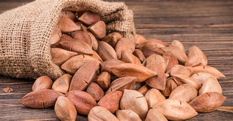 High-fat diets fuel interest in pili nuts