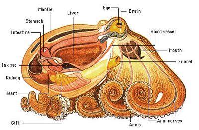 Pin on tentacle garden | Octopus anatomy, Octopus, Animal science