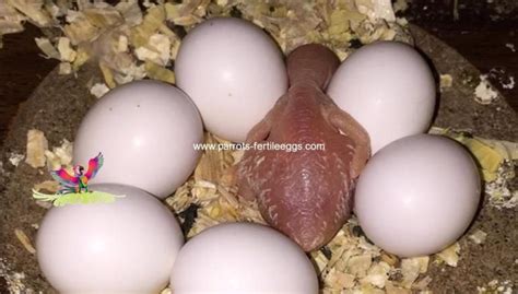 Toucan Eggs | PARS TRADE KFT | Eggs for sale, Eggs, Bird eggs