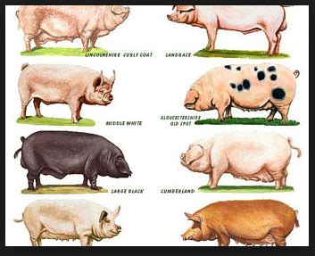 Science - Pig Farming in India