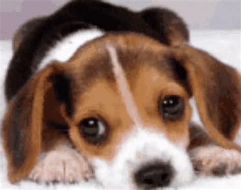 Dog Puppy GIF - Dog Puppy Cute - Discover & Share GIFs