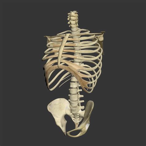 Human Torso Skeleton - 3D Model by dcbittorf