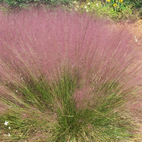 Muhlenbergia capillaris (Pink Muhly Grass) - Johnson Nursery Corporation