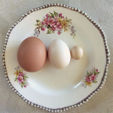 Regular chicken egg, regular Silkie egg, unusually tiny Silkie egg ...