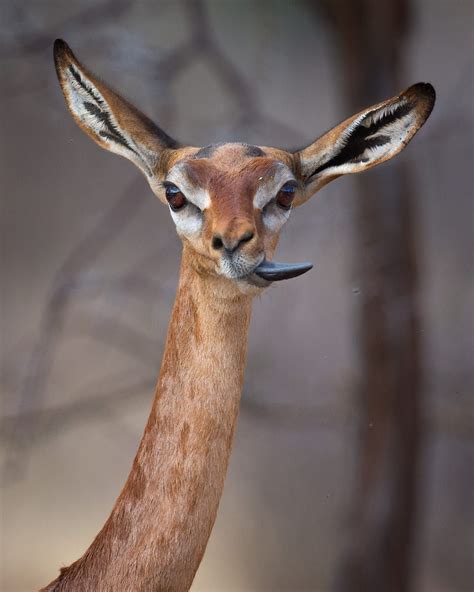 A gerenuk, aka giraffe-necked antelope, caught with a funny face while ...