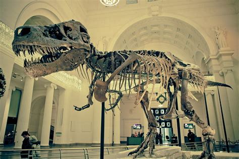 Chicago Field Museum, dinosaur, fossil | Sue, the name of th… | Flickr