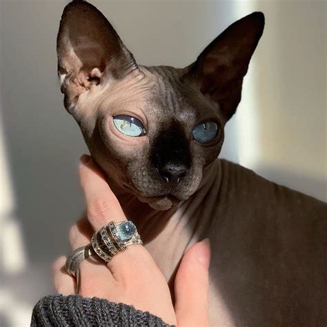 15 Reasons Why Sphynx Cats Are Not Just Cool, They’re Super-Cool | The ...