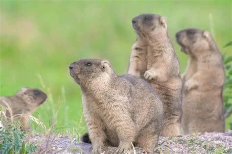 Bobak marmot - Facts, Diet, Habitat & Pictures on Animalia.bio