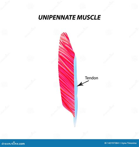 La Structure Du Muscle Squelettique Muscle D'Unipennate Tendon ...