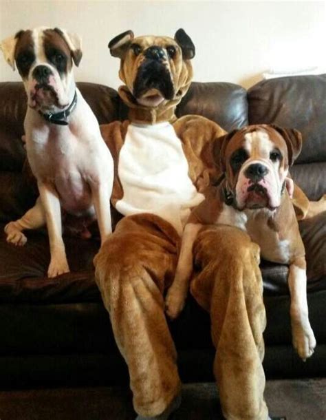 f7a65d7914c796b975c482908c745948.jpg 535×689 pixels | Boxer dogs, Dog ...