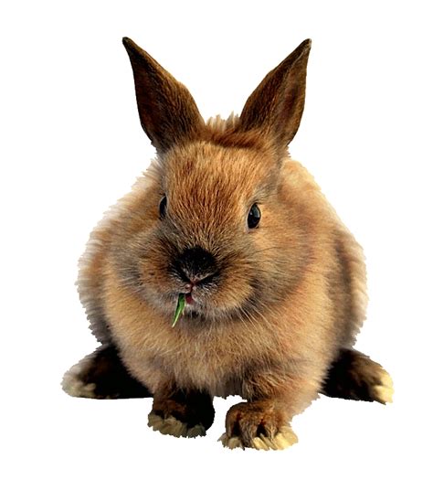 Znalezione obrazy dla zapytania królik bez tła | Rabbit breeds, Rabbit, Rabbit facts