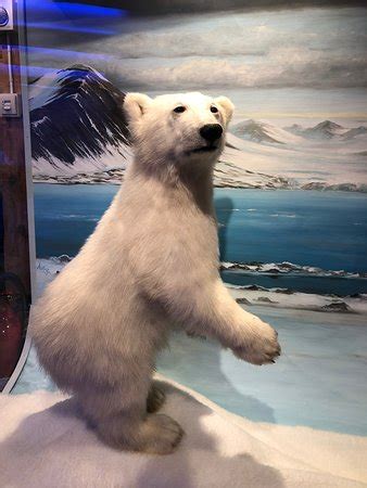 The Polar Museum (Polarmuseet) (Tromso) - 2020 All You Need to Know Before You Go (with Photos ...