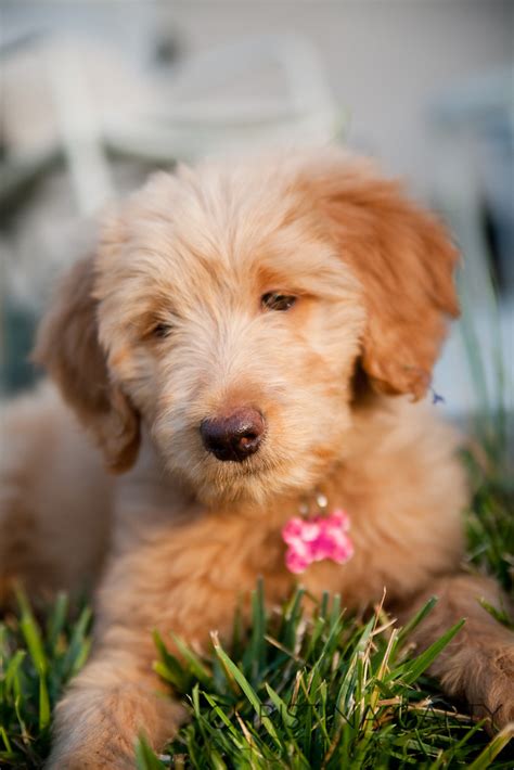 Cute Goldendoodle puppy | Goldendoodle puppy | Christina Carty | Flickr