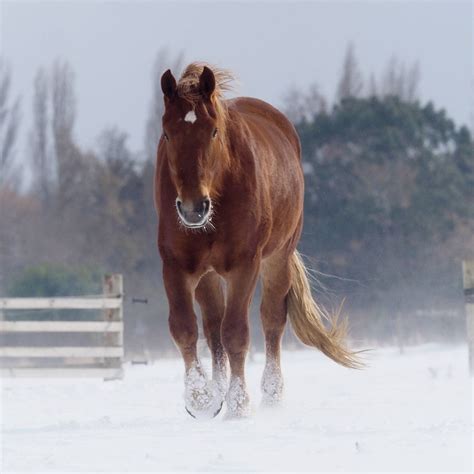 Suffolk Punch Horse Breed Profile - Appearance, History & Common Uses ...