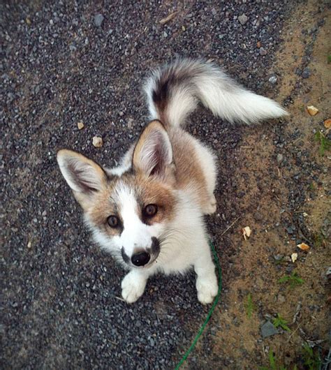 A Canadian marble fox! : aww