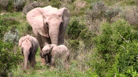 ADDO Elephant National park - YouTube