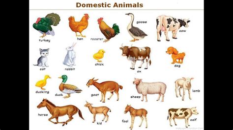 Domestic animals name in english with picture and sound - YouTube