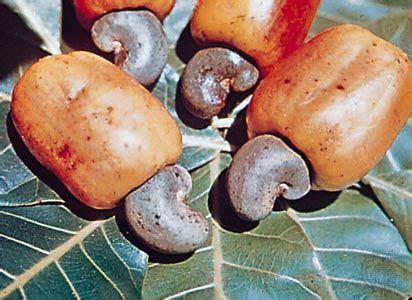 Cashew Nut Fruit Tree