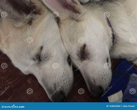 Timber Wolf Puppies Snuggling Sleeping Stock Image - Image of snuggling ...