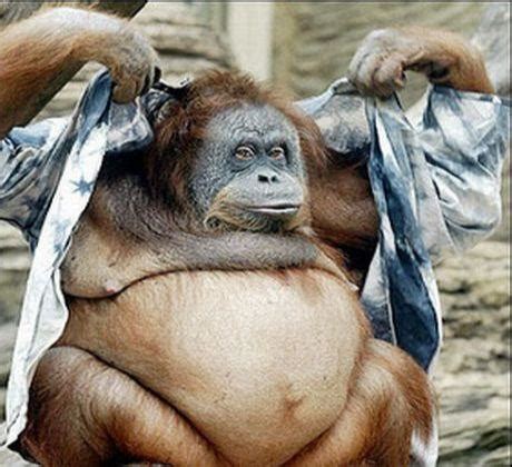 Funny fat monkey pictures ~ Funny Wallpaper