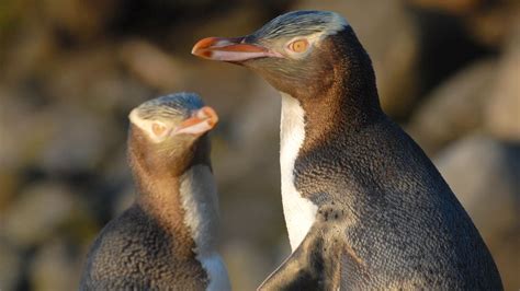 Yellow-eyed penguin/hoiho: Sea and shore birds