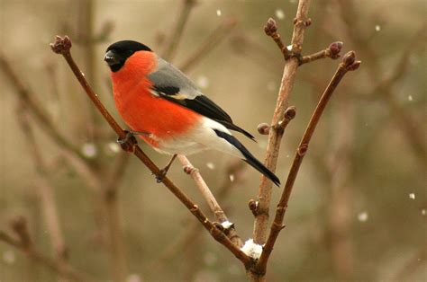 Eurasian Bullfinch... by EricReynolds on DeviantArt