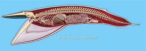 Blue Whale Anatomy - copyright Uko Gorter | Marine mammals, Mammals, Baleen whales