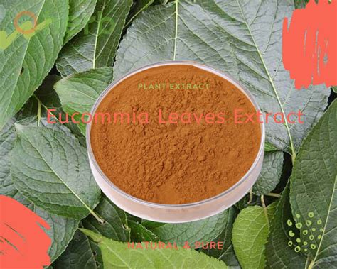 Natural plant extract chinese herb complete overview of Eucommia Leaves ...