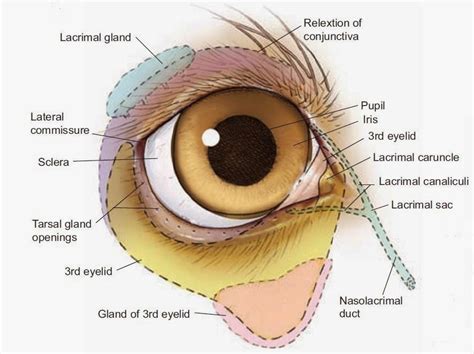 lacrimal caruncle - Google 검색 | forensic anatomy references-face ...