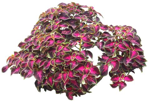 Tropical Plant Pictures: Solenostemon scutellarioides (Coleus)