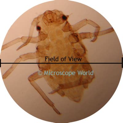 Microscope World Blog: Microscope Field of View