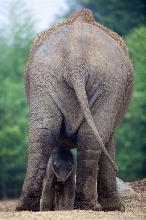 Third Elephant Calf Born at Dublin Zoo - ZooBorns