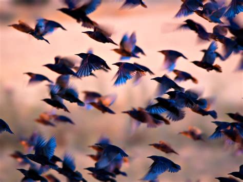 Starling Murmuration: A Complete Guide | Birdfact