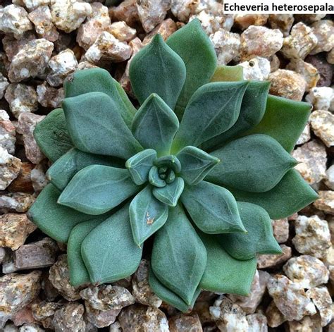 Echeveria heterosepala / 20 seeds - UnusualSeeds