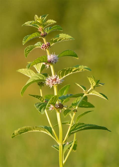 Stories from the Wigwam: Medicinal Monday - Wild Mint - Refreshing and ...