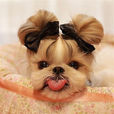 Here are some great Shih Tzu names in case you happen to be looking for names for your new shih ...