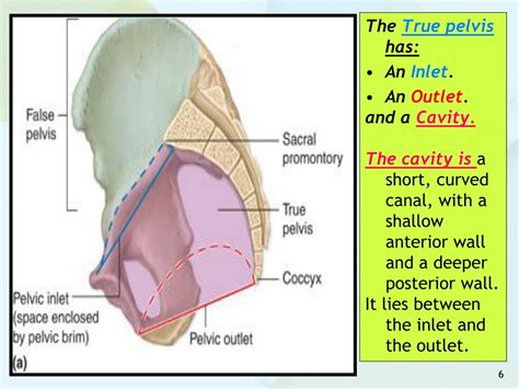 PPT - ANATOMY OF THE PELVIS PowerPoint Presentation, free download - ID:153455