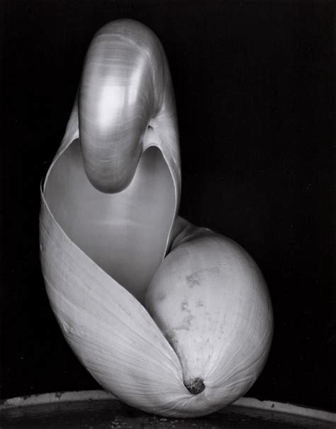 Edward Weston's Shells - Holden Luntz Gallery