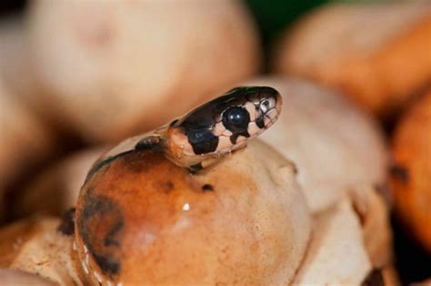 Do all snakes lay eggs? How do they lay eggs? - Cloud Information and ...