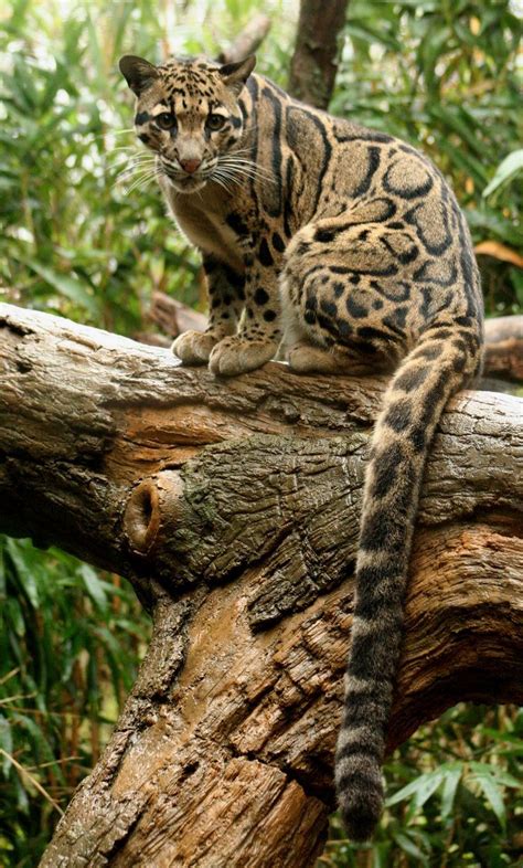 * Clouded Leopard - absolutely beautiful . I was lucky enough to see this beauti... | Animals ...