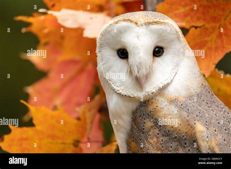 Barn owl in an autumn maple tree Stock Photo - Alamy