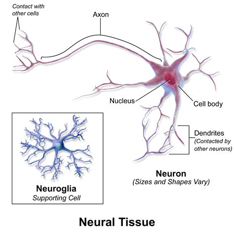 Brain Structure And Cells - Concussion Is Brain Injury