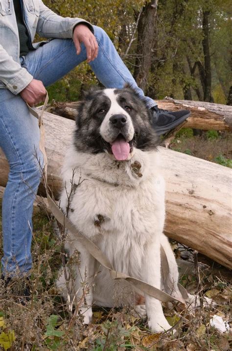 White Central Asian Shepherd. Walking in the Autumn Forest, Walking a Big Dog without a Muzzle ...