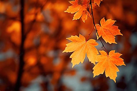 Fall Autumn Leaves Wallpaper Background, Autumn, Season, Branch Background Image And Wallpaper ...