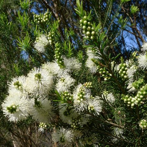 Graines de Rosalina - Semences de Melaleuca ericifolia