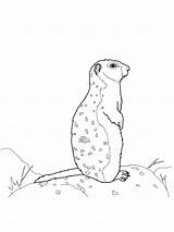 Gopher coloring Pages sketch template