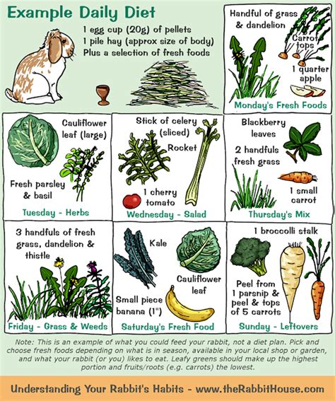 Your Rabbit's Diet - Plants, Vegetables & Fruit | Pet bunny rabbits, Bunny care, Pet bunny