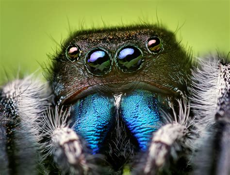 Bug close-up, beautiful spider photos by Shahan | triggerpit.com
